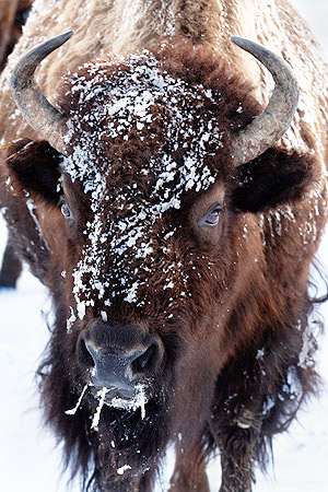 Winter photo tours of Yellowstone and Grand Teton national parks in Wyoming