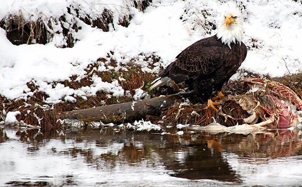 Winter photo tours of Yellowstone and Grand Teton national parks in Wyoming