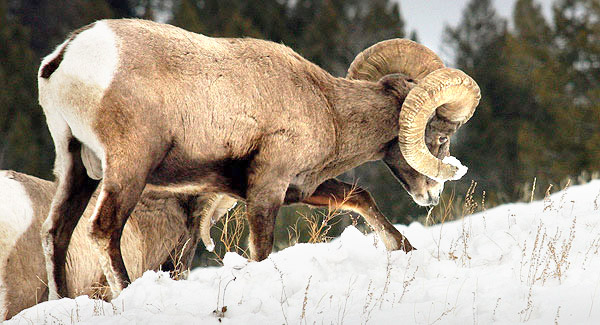 Winter photo tours of Yellowstone and Grand Teton national parks in Wyoming
