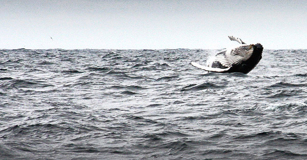 Humpback whale jumping off the Tasmanian coast