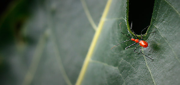 Insect image, photo