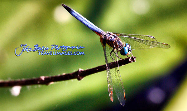 Insect image, photo