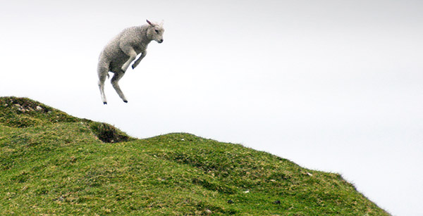 Lamb jumping, Isle of Iona, Scotland, UK