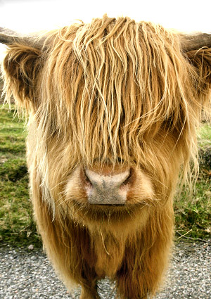 Highland cow close-up, Scotland, UK