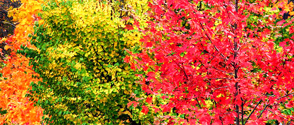 photo library image of trees and leaves