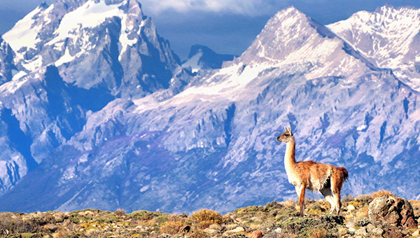 Patagonia photo tour image of a Guanaco near El Chalten, Argentina