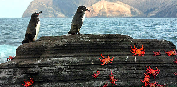 Photo tours to the Galapagos Islands and Cloud Forest, Ecuador