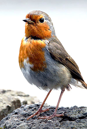 British Robin Rebreast, Scotland, UK