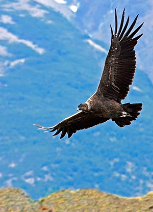 Patagonia photo tour image of a Condor in flight over Torres del Paine, Chile