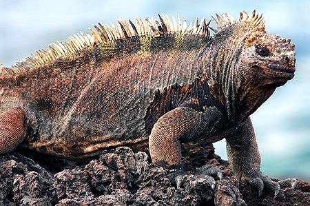 Photo tours to the Galapagos Islands and Cloud Forest, Ecuador