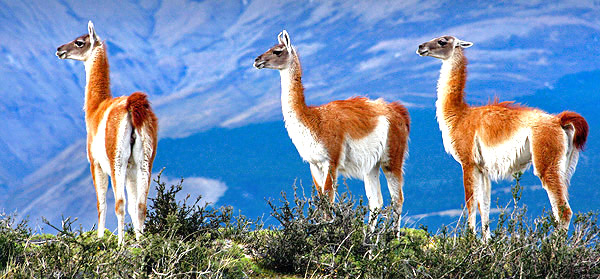 Patagonia photo tour image of three Guanacos in Torres del Paine National Park, Chile