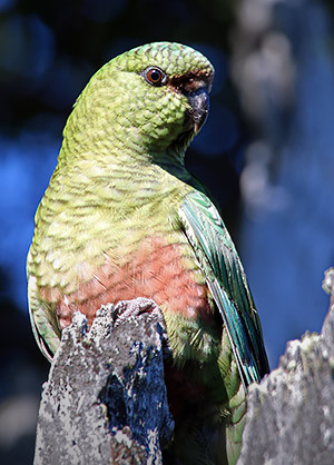 Patagonia photo tour image of an Austral Parakeet in Torres del Paine National Park, Chile