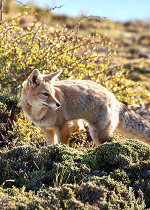 Patagonia photo tour image of a fox in Torres del Paine National Park, Chile